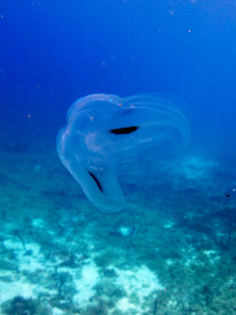spot winged comb jellyfish from TerredeHaut, Guadeloupe on April 21