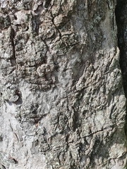 Sideroxylon foetidissimum