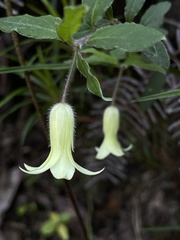 Billardiera mutabilis