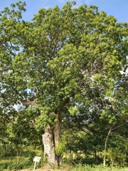 Sideroxylon foetidissimum