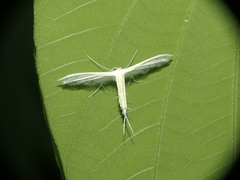 Pterophorus