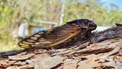 Macrotristria angularis