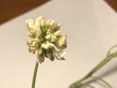 Trifolium repens