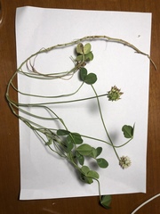 Trifolium repens