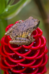 Pristimantis altamazonicus