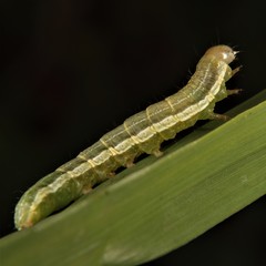 Loscopia velata