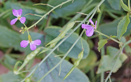 iNaturalist observation photo of garden radish