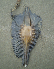 Callorhinchus milii