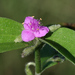Tradescantia peninsularis - Photo (c) jrebman, some rights reserved (CC BY-NC), uploaded by jrebman