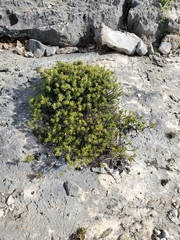 Strumpfia maritima