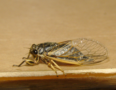 Myopsalta