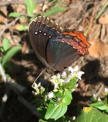 Gyrocheilus patrobas