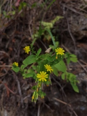Crepidiastrum denticulatum