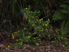 Crepidiastrum denticulatum