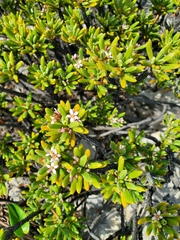 Strumpfia maritima