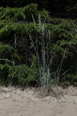 Elymus lanceolatus