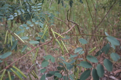 Indigofera australis australis