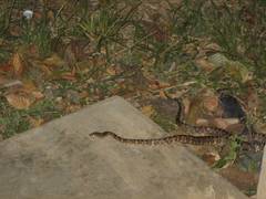 Trimorphodon quadruplex