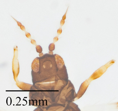 Caliothrips marginipennis