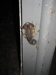 Centruroides edwardsii