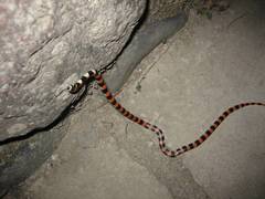 Scolecophis atrocinctus