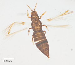 Caliothrips marginipennis