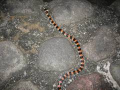 Scolecophis atrocinctus