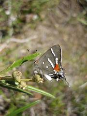 Strymon acis bartrami