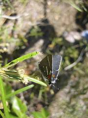 Strymon acis bartrami