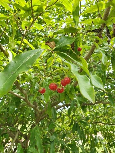 Cordia laevigata, photograph 3