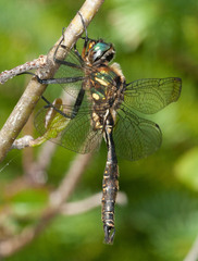 Somatochlora walshii