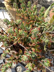 Echeveria pulvinata