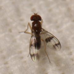 Chymomyza amoena
