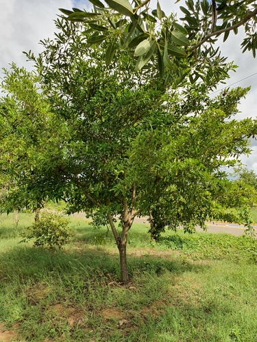 Cordia laevigata, photograph 5