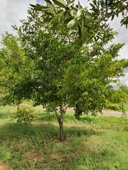 Cordia laevigata