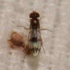 Chymomyza amoena