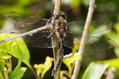 Somatochlora walshii