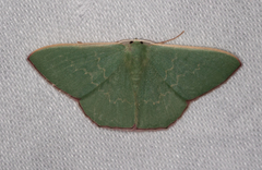 Prasinocyma semicrocea