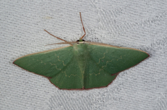 Prasinocyma semicrocea