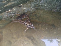 Striped Paddy Frog photo 2