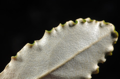 Brachyglottis monroi