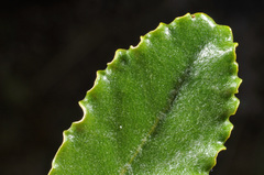 Brachyglottis monroi