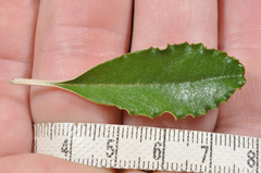 Brachyglottis monroi