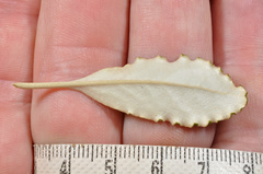 Brachyglottis monroi