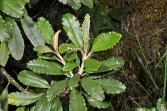 Brachyglottis monroi