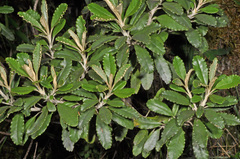 Brachyglottis monroi