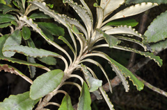 Brachyglottis monroi