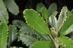 Brachyglottis monroi