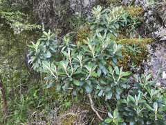 Brachyglottis monroi