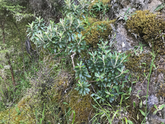 Brachyglottis monroi